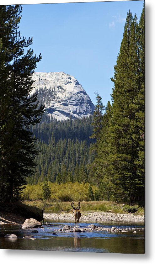 Yosemite National Park Metal Print featuring the photograph River crossing by Duncan Selby