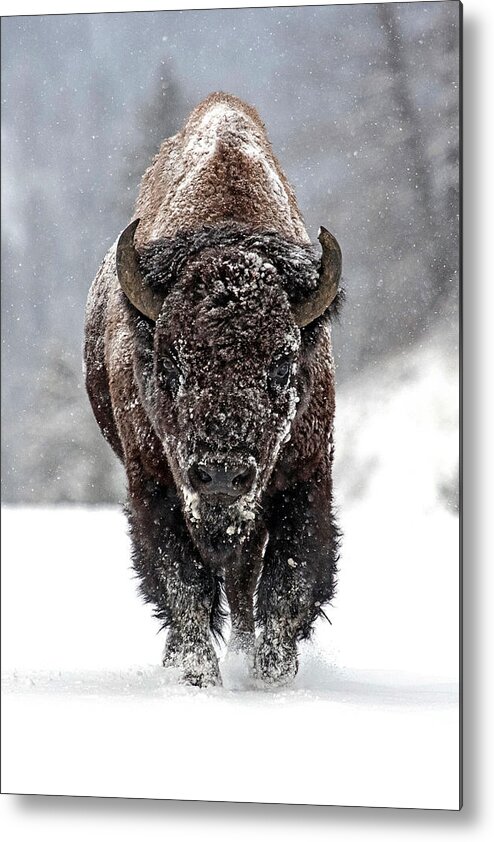 Bison Bison Metal Print featuring the photograph Road Warrior by Sandy Sisti