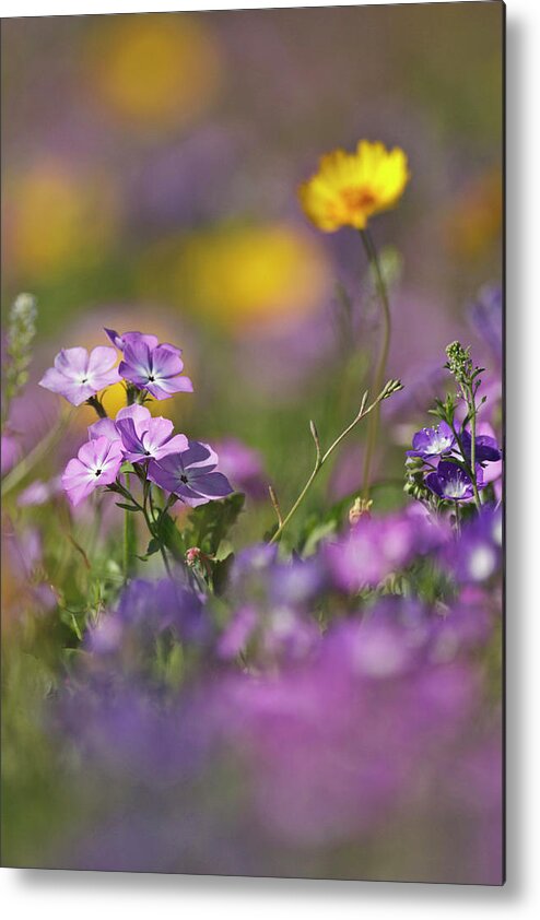 Color Metal Print featuring the photograph Roadside Wildflowers In Texas, Spring by Larry Ditto