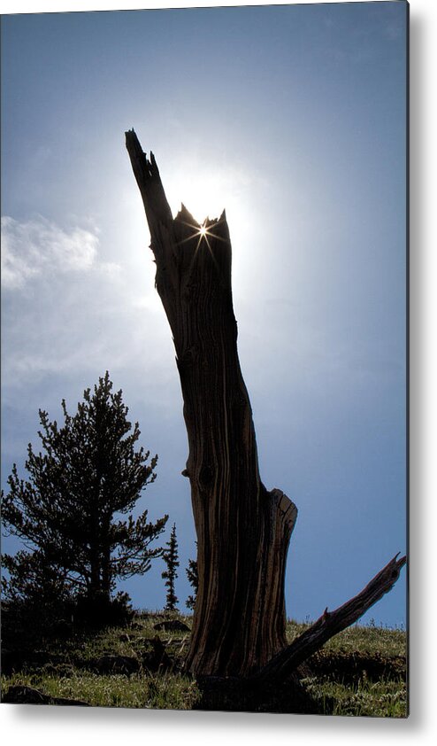 Bristlecone Pine Photograph Metal Print featuring the photograph Rocky Mountain Obelisk by Jim Garrison