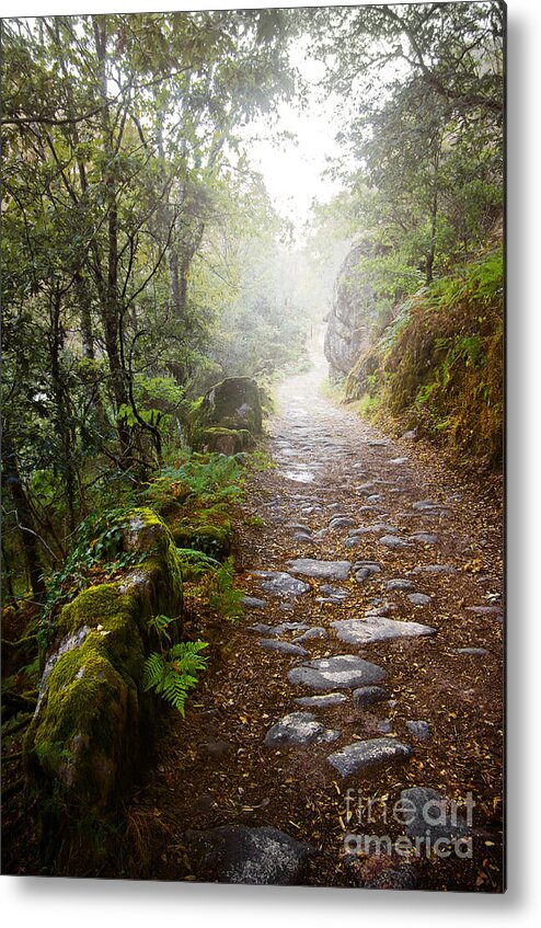 Autumn Metal Print featuring the photograph Rocky trail in the foggy forest by Carlos Caetano