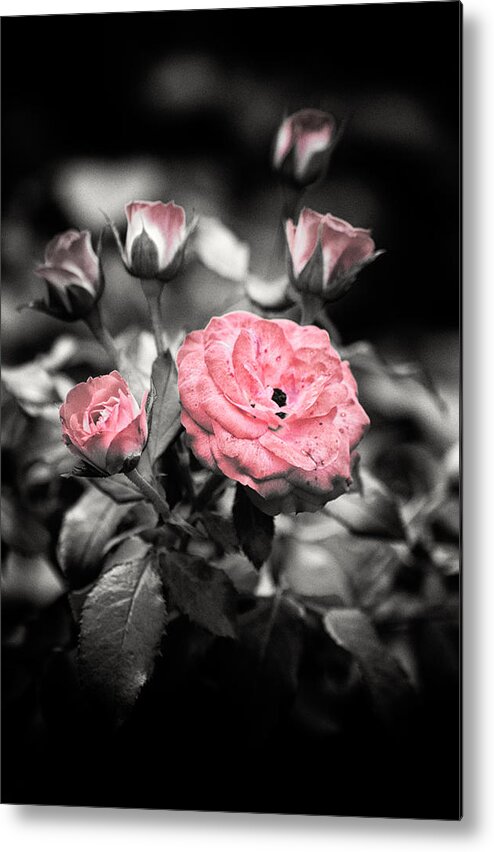 Botanical Metal Print featuring the photograph Rose 2 by Jeremy Herman