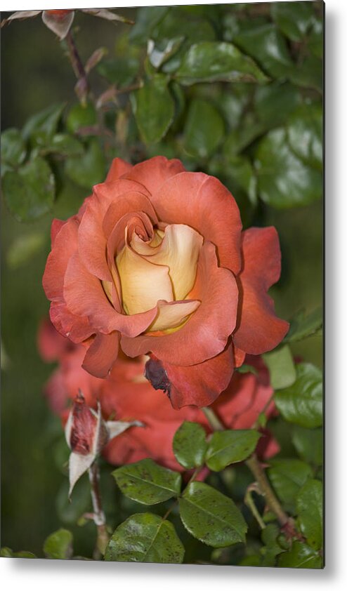 Flower Metal Print featuring the photograph Rose 6 by Andy Shomock