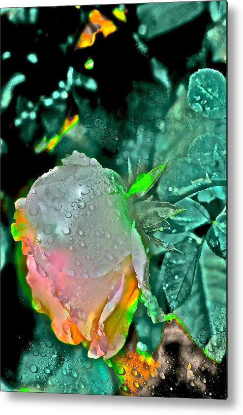 Rose Metal Print featuring the photograph Rose 82 by Pamela Cooper