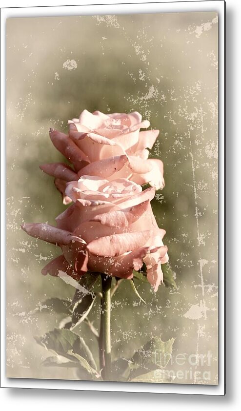 Rose Metal Print featuring the photograph Rose Old-Fashioned by Stefano Senise