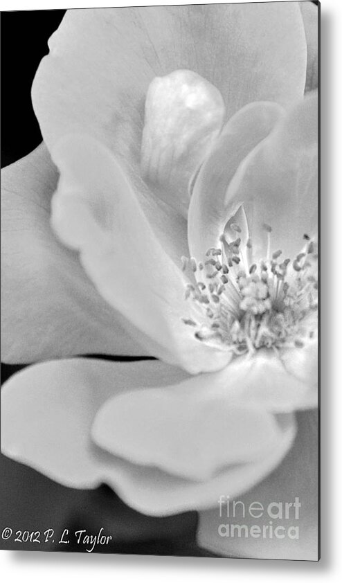 Shrub Rose Metal Print featuring the photograph Rose by Pamela Taylor