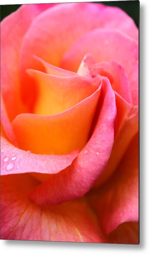 Rose. Flower Metal Print featuring the photograph Rose Petals by Kami McKeon