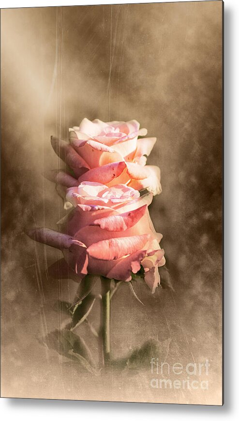 Rose Metal Print featuring the photograph Roses by Stefano Senise