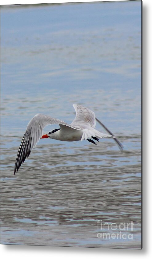 Tern Metal Print featuring the photograph Royal Tern by Andre Turner