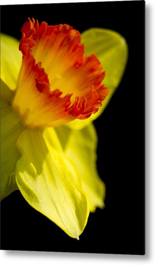 Daffodil Metal Print featuring the photograph Ruffled Cup by Caitlyn Grasso