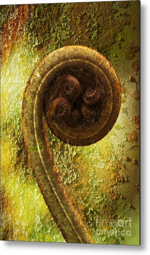 Plant Metal Print featuring the photograph Rust and Fern by Heiko Koehrer-Wagner