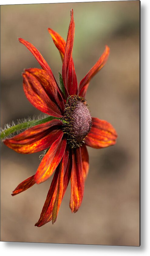 Coneflower Metal Print featuring the photograph Rusty Petals by Penny Meyers