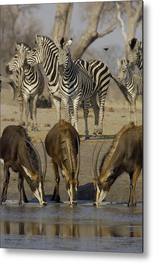 Feb0514 Metal Print featuring the photograph Sable Antelope At Waterhole Africa by Pete Oxford