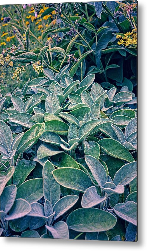 Sage Leaf Metal Print featuring the photograph Sage in the Garden by Michelle Calkins