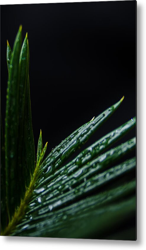 Cycad Metal Print featuring the photograph Sago Palm 2 by Frank Mari