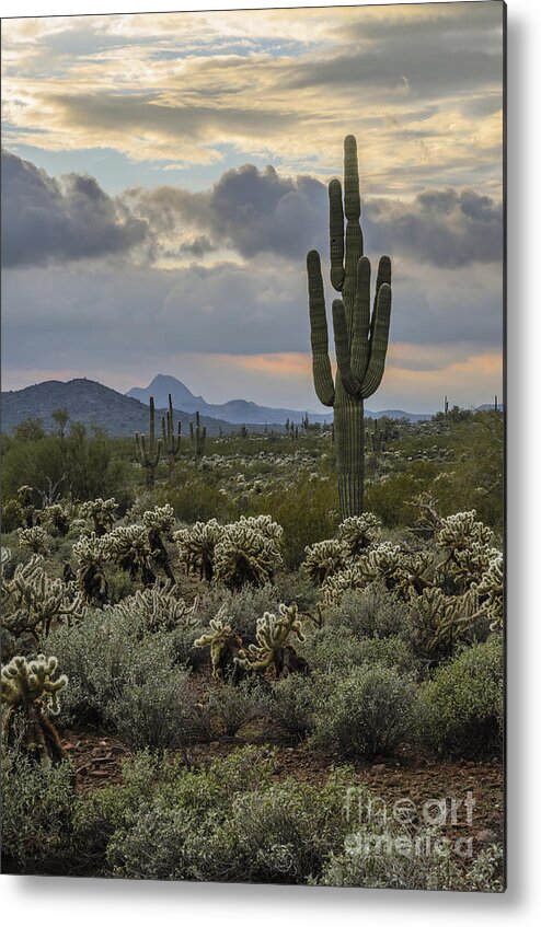 Saguaro Metal Print featuring the photograph Saguaro and Storm Clouds by Tamara Becker