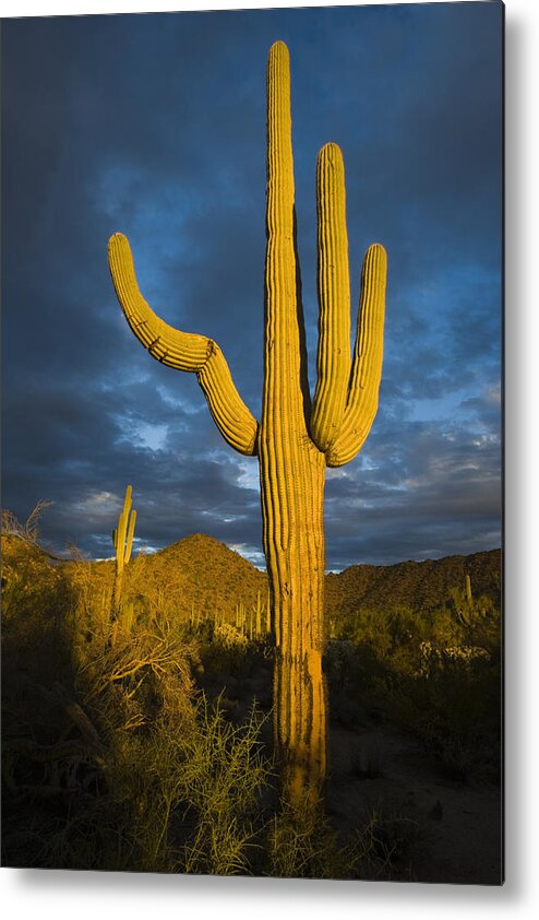Feb0514 Metal Print featuring the photograph Saguaro Cactus Arizona by Tom Vezo