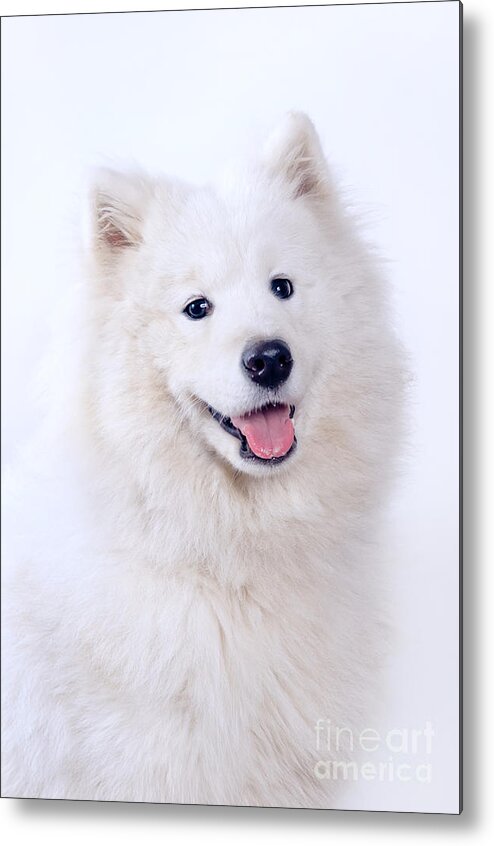 Animal Metal Print featuring the photograph Samoyed dog portrait by Viktor Pravdica