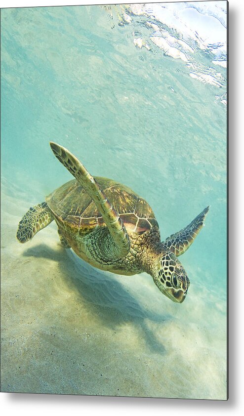Maui Kaanapali Blackrock Turtle Sea Metal Print featuring the photograph Sand Surfing by James Roemmling