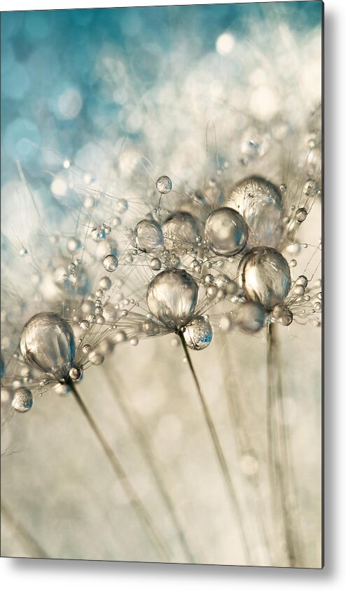 Dandelion Metal Print featuring the photograph Sapphire and Silver Sparkle by Sharon Johnstone