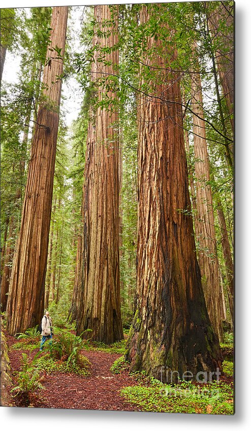 Redwoods Metal Print featuring the photograph Scale - The beautiful and massive giant redwoods Sequoia sempervirens in Redwood National Park. by Jamie Pham