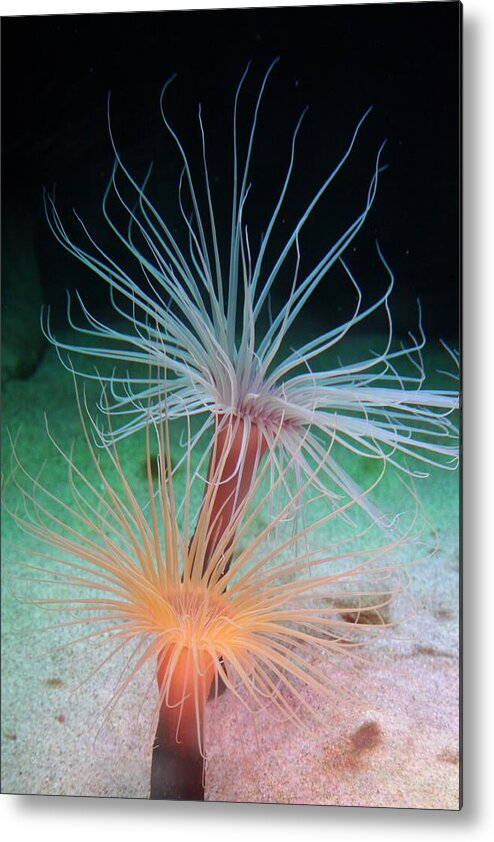 Sea Anenomes Metal Print featuring the photograph Sea Anemones by Amelia Racca