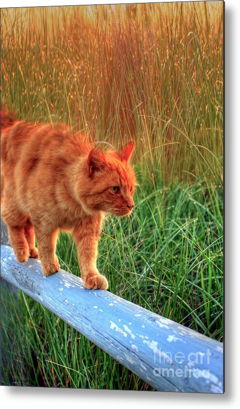Cats Metal Print featuring the photograph Sea Grass Tabby Cat by Brenda Giasson