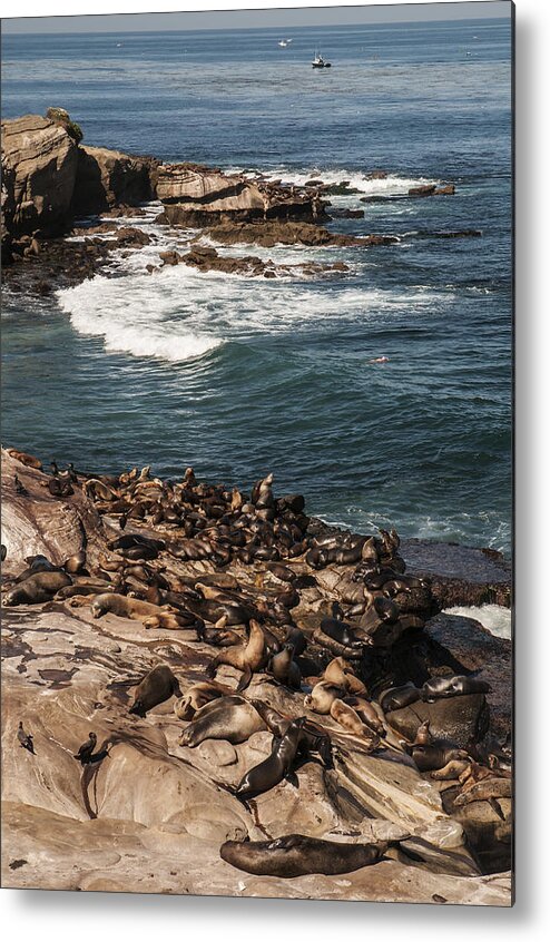 Photography Metal Print featuring the photograph Sea Lions at La Jolla Cove by Lee Kirchhevel