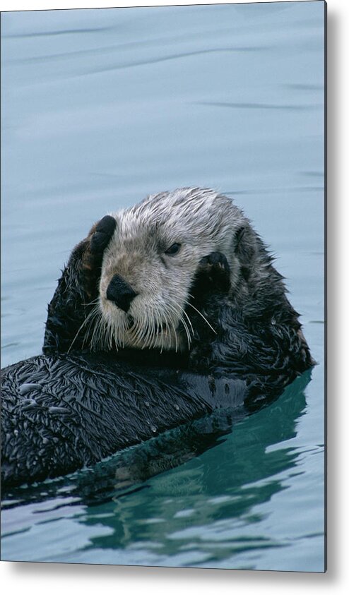 00600119 Metal Print featuring the photograph Sea Otter Grooming by Matthias Breiter