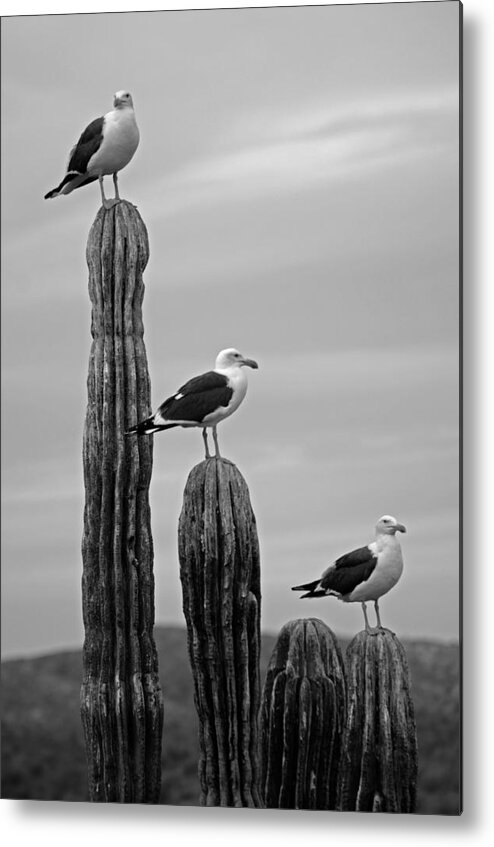 Seagull Metal Print featuring the photograph Seagull Hierarchy by Camilla Fuchs