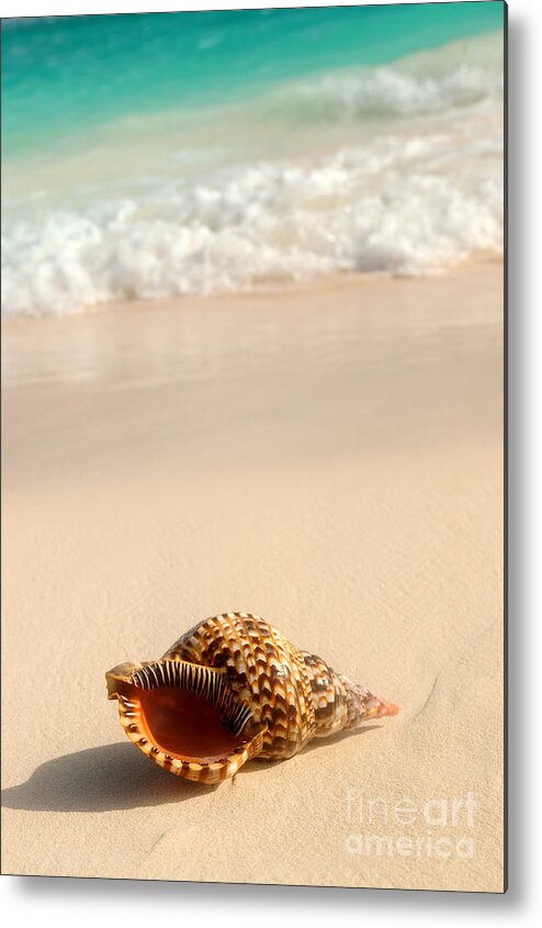 Seashell Metal Print featuring the photograph Seashell and ocean wave 4 by Elena Elisseeva