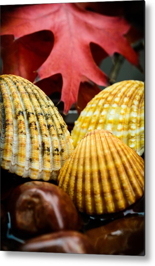 Seashells Metal Print featuring the photograph Seashells II by Marco Oliveira