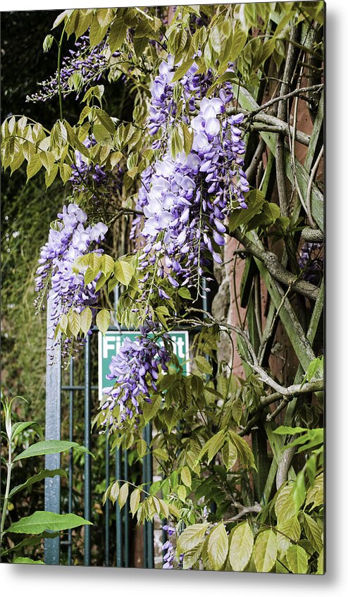 Gate Metal Print featuring the photograph Secret Garden by Spikey Mouse Photography