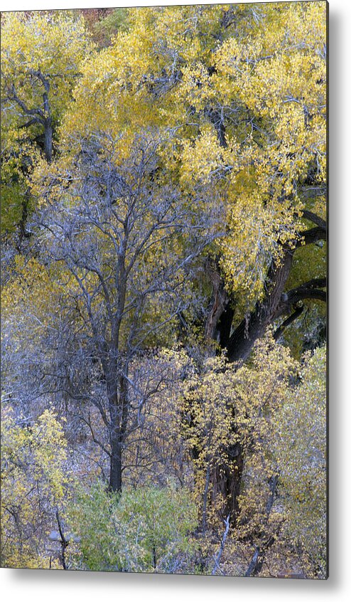 Fall Color Metal Print featuring the photograph Sedona Fall Color by Tam Ryan