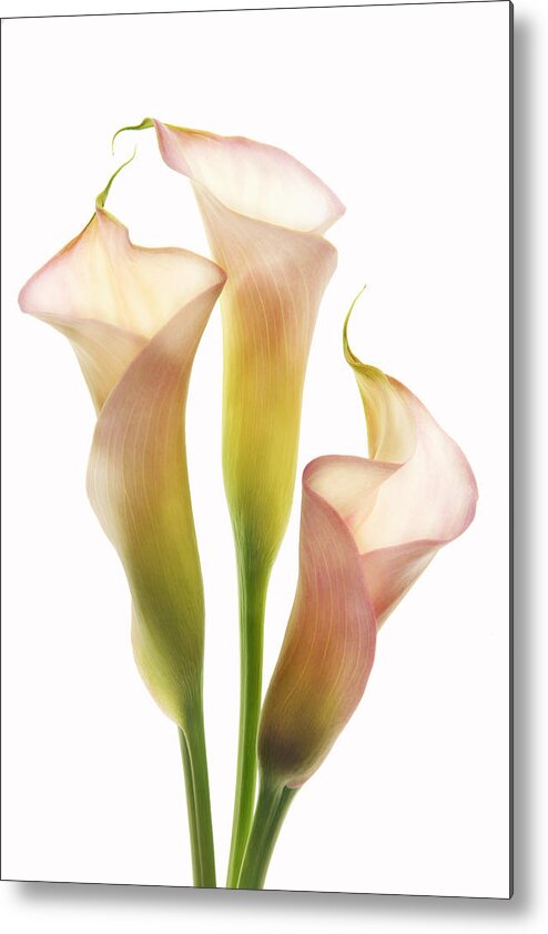Calla Lilies Metal Print featuring the photograph Sentinals of Light by Leda Robertson
