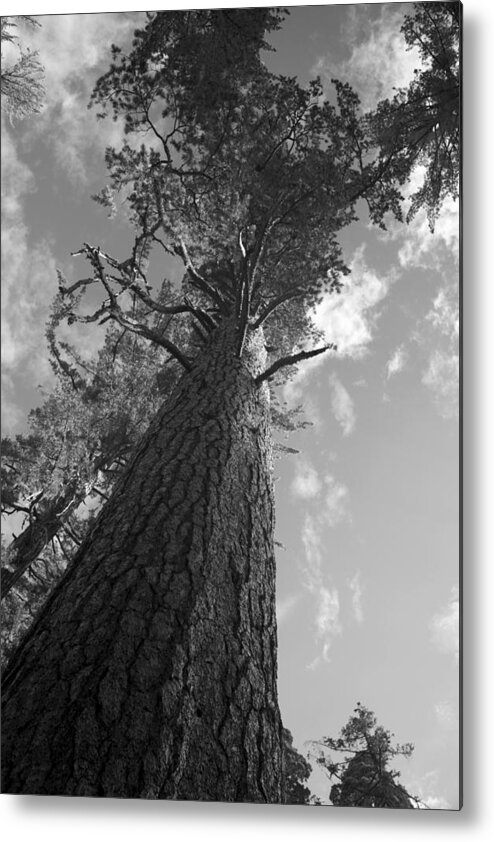 Sequoia Tree Metal Print featuring the photograph Sequoia Tree by Ivete Basso Photography