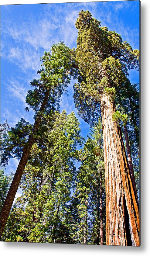 Sequoias Reaching To The Clouds In Mariposa Grove In Yosemite National Park Metal Print featuring the photograph Sequoias Reaching to the Clouds in Mariposa Grove in Yosemite National Park, California by Ruth Hager