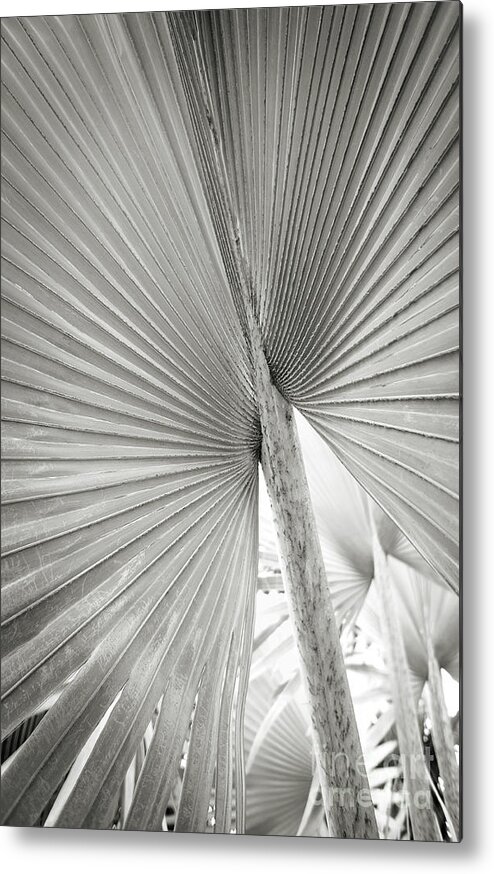 Shapes Of The Tropics Metal Print featuring the photograph Shapes of Hawaii 8 by Ellen Cotton
