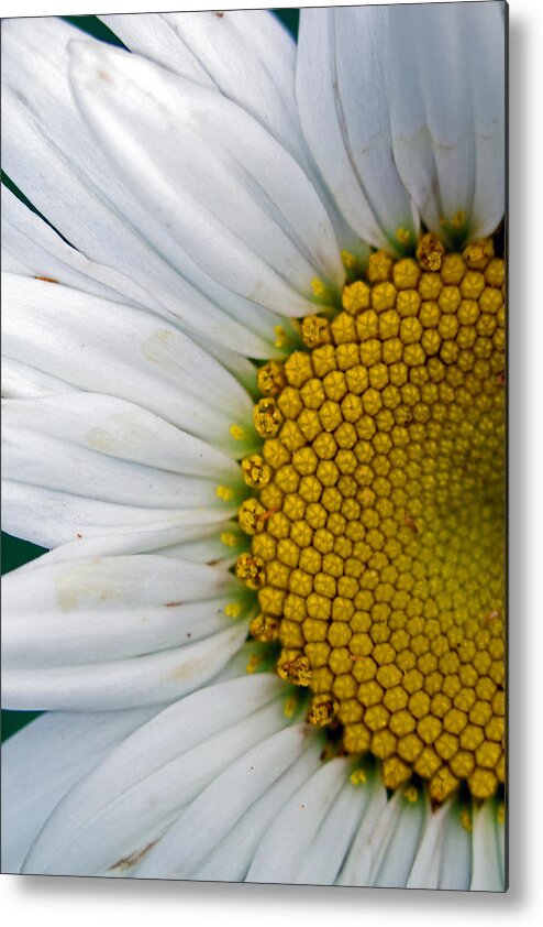 Flowers Metal Print featuring the photograph Shasta by Jennifer Robin