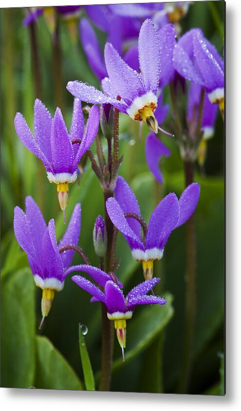Flowers Metal Print featuring the photograph Shooting Stars by Sonya Lang