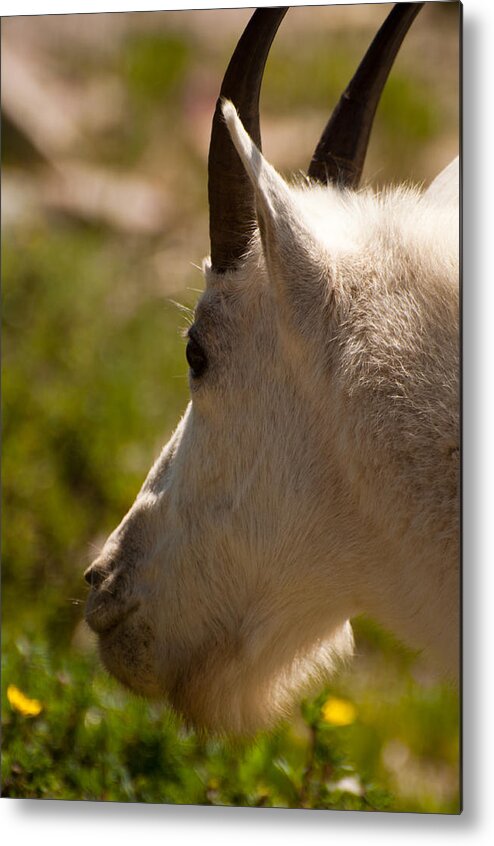 Glacier Metal Print featuring the photograph Shy by Bruce Gourley