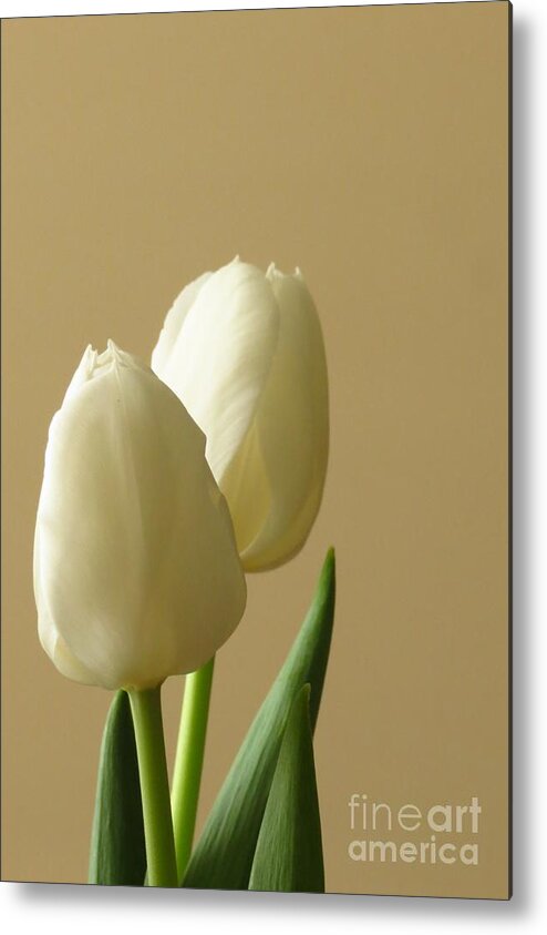 White Orchids Metal Print featuring the photograph Simplicity by Anita Adams