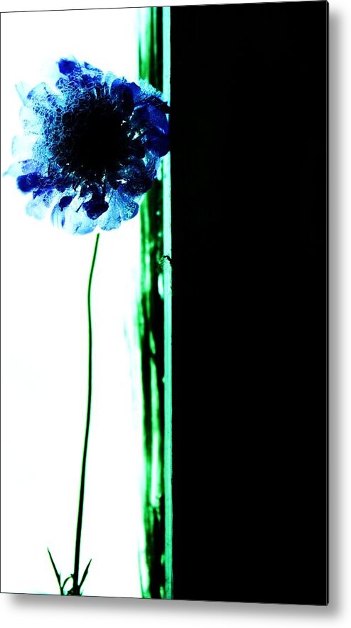 Flowers Blue Windows Still Life Plants Green Metal Print featuring the photograph Simply by Jessica S
