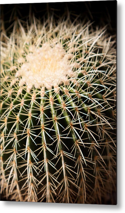 Botanical Metal Print featuring the photograph Single Cactus Ball by John Wadleigh