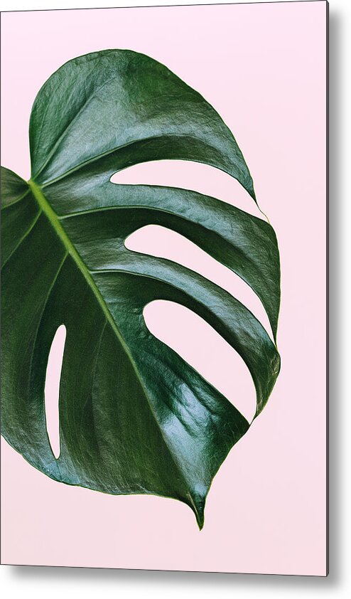 Home Decor Metal Print featuring the photograph Single leaf of Monstera deliciosa palm plant on pink background by TorriPhoto