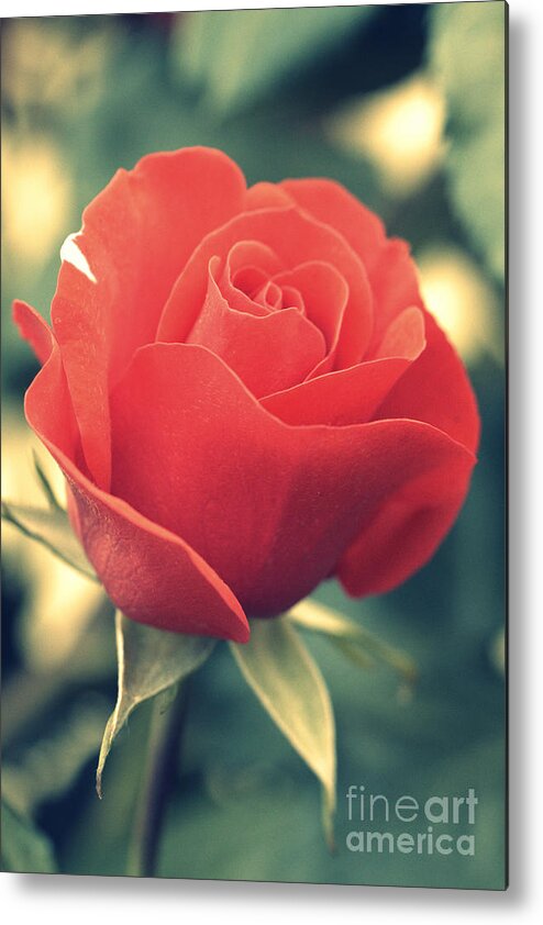 Gift Metal Print featuring the photograph Single red Rose by Amanda Mohler