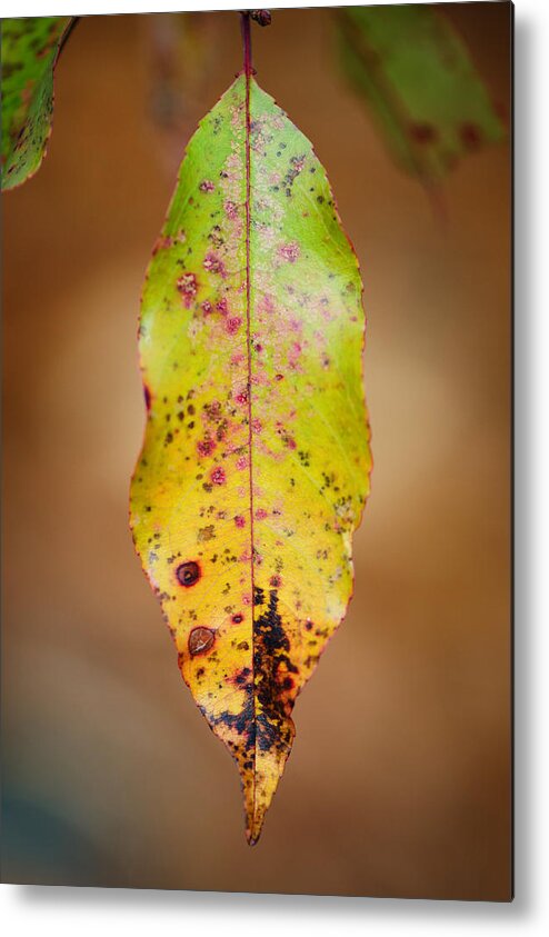 Leaf Metal Print featuring the photograph Single by Sarah Coppola