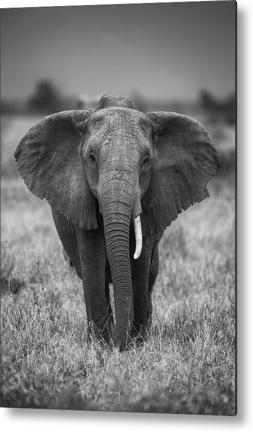 Elephant Metal Print featuring the photograph Singularity by Jaco Marx