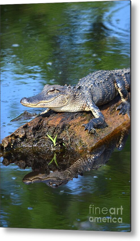 Alligator Metal Print featuring the photograph Sinister Reflection by Kathy Gibbons