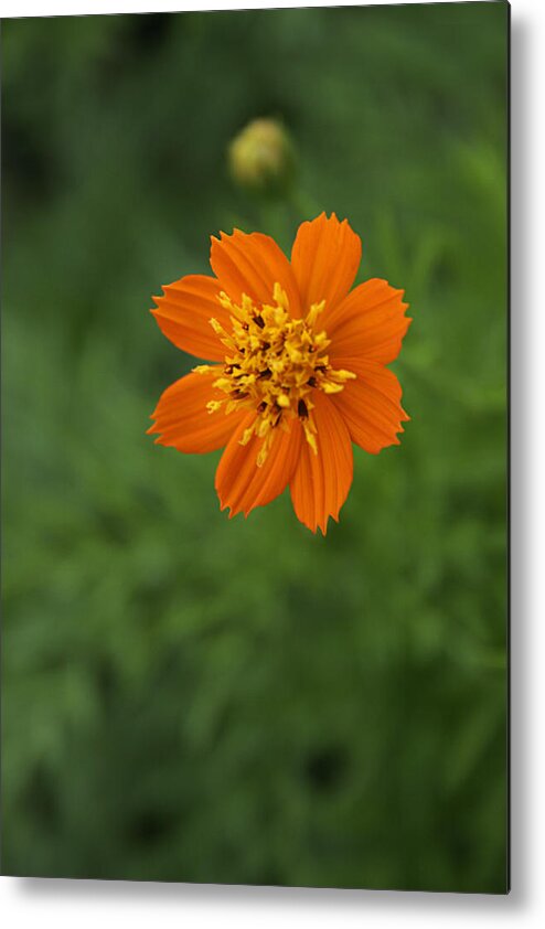Orange Metal Print featuring the photograph SKC 0467 Delicate Contrast by Sunil Kapadia